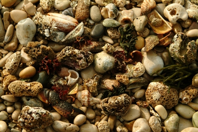 Frutti e colori del mare